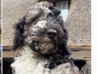 puppy