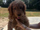 Puppy