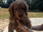 puppy