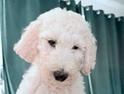 puppy