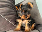 Puppy