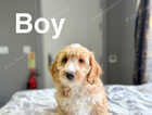 Puppy