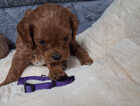 Puppy