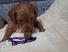 puppy