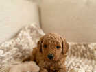Puppy