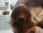 Puppy