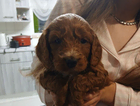 puppy