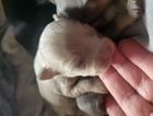 puppy