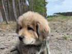 Puppy