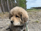 puppy