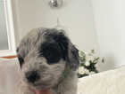 Puppy