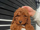 Puppy