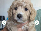 puppy