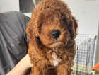 Puppy