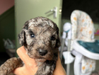 puppy