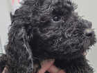 Puppy