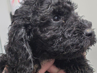 puppy