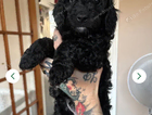 puppy