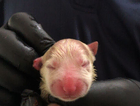 puppy
