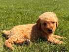 Puppy