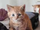 Kitten