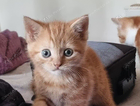 kitten