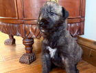 puppy