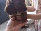 puppy