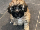 puppy