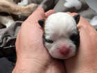 Puppy