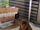 puppy