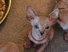 kitten