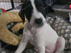 Puppy