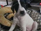 puppy