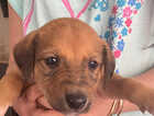 Puppy
