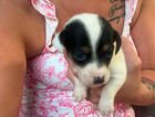 puppy