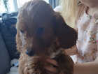 Puppy