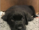 puppy