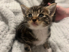 kitten