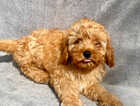 Puppy