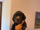puppy
