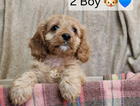 puppy