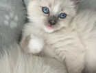 Kitten