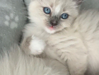kitten