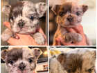 Puppy