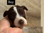 puppy