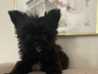 puppy  dodi