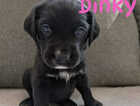 Puppy