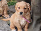 Puppy