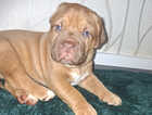 Puppy